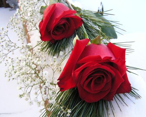 Những bó hoa hồng đẹp nhất tặng ngươi yêu	